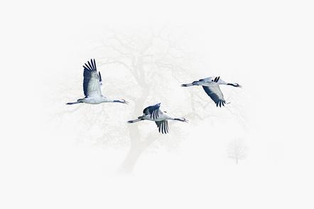 Heiko Römisch 8- three cranes flying