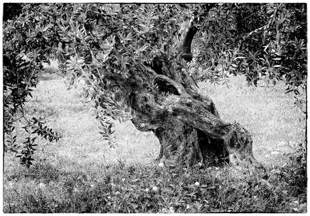 Ursula Bruder -Old gnarled olive tree-RPS Mention-International Salon Shadow 2015