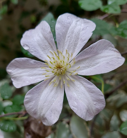 Schäfer, Tamia - Fotoclub Tele Freisen - Lilac Flower 