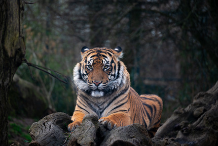 47 - Annahme - Brocks Urban Tiger