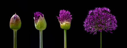 Speth, Helga, Fotoclub Herzogenaurach - Aleum - Medaille