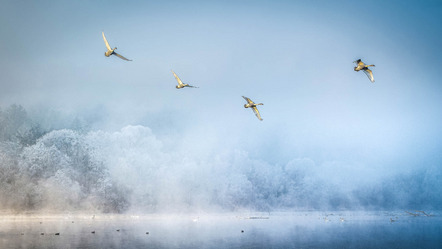 Ernszt, Peter, AKF Kaufbeuren, AFIAP - Young swans - Medaille