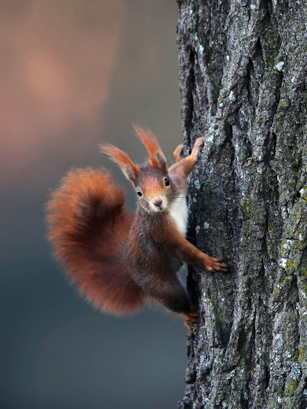 Beck, Robert, Photoclub Schierling - Guck mal - Urkunde