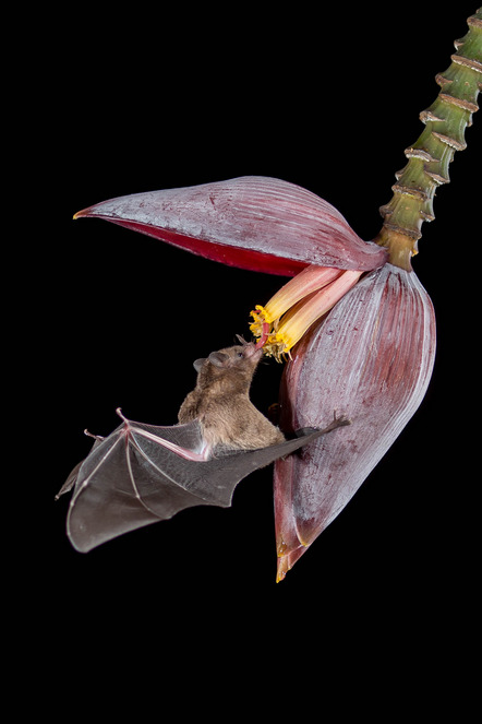 Lenhart, Rudolf, Fotokreis Schwanfeld - Langzungenfruchtfeldermaus - Urkunde